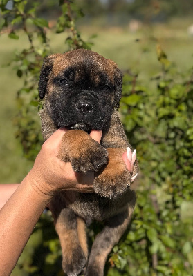 CHIOT 3
