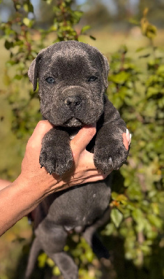 CHIOT 1