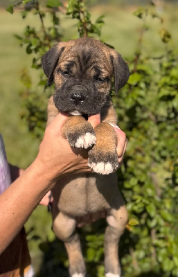 CHIOT 7
