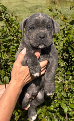 CHIOT 4