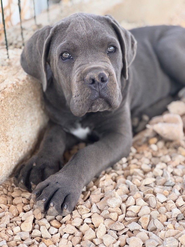 Des Deesses Du Temple - Chiots disponibles - Cane Corso