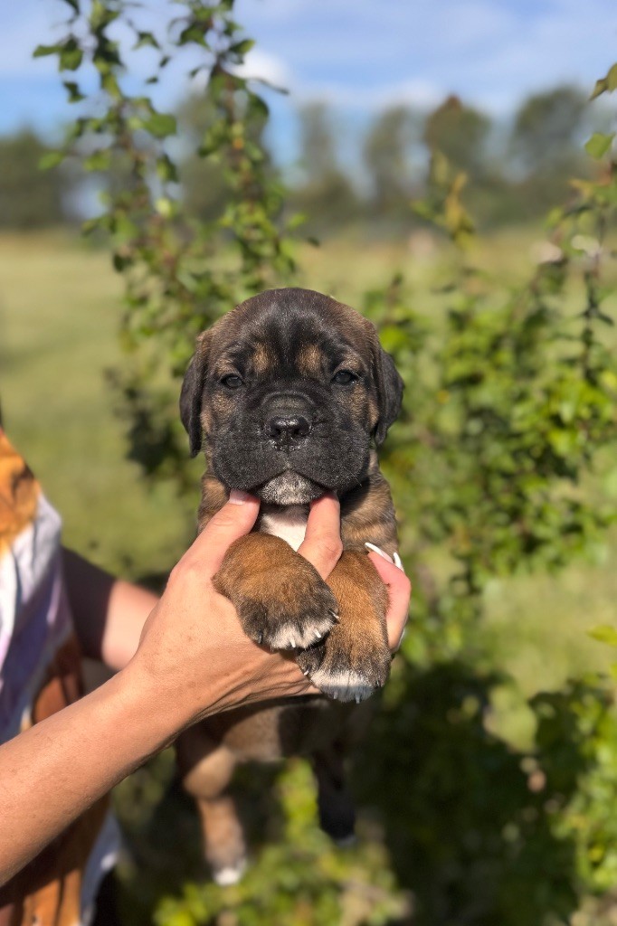 Des Deesses Du Temple - Chiots disponibles - Cane Corso