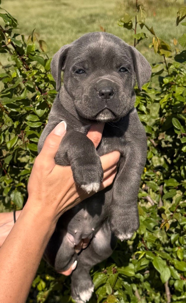 Des Deesses Du Temple - Chiots disponibles - Cane Corso